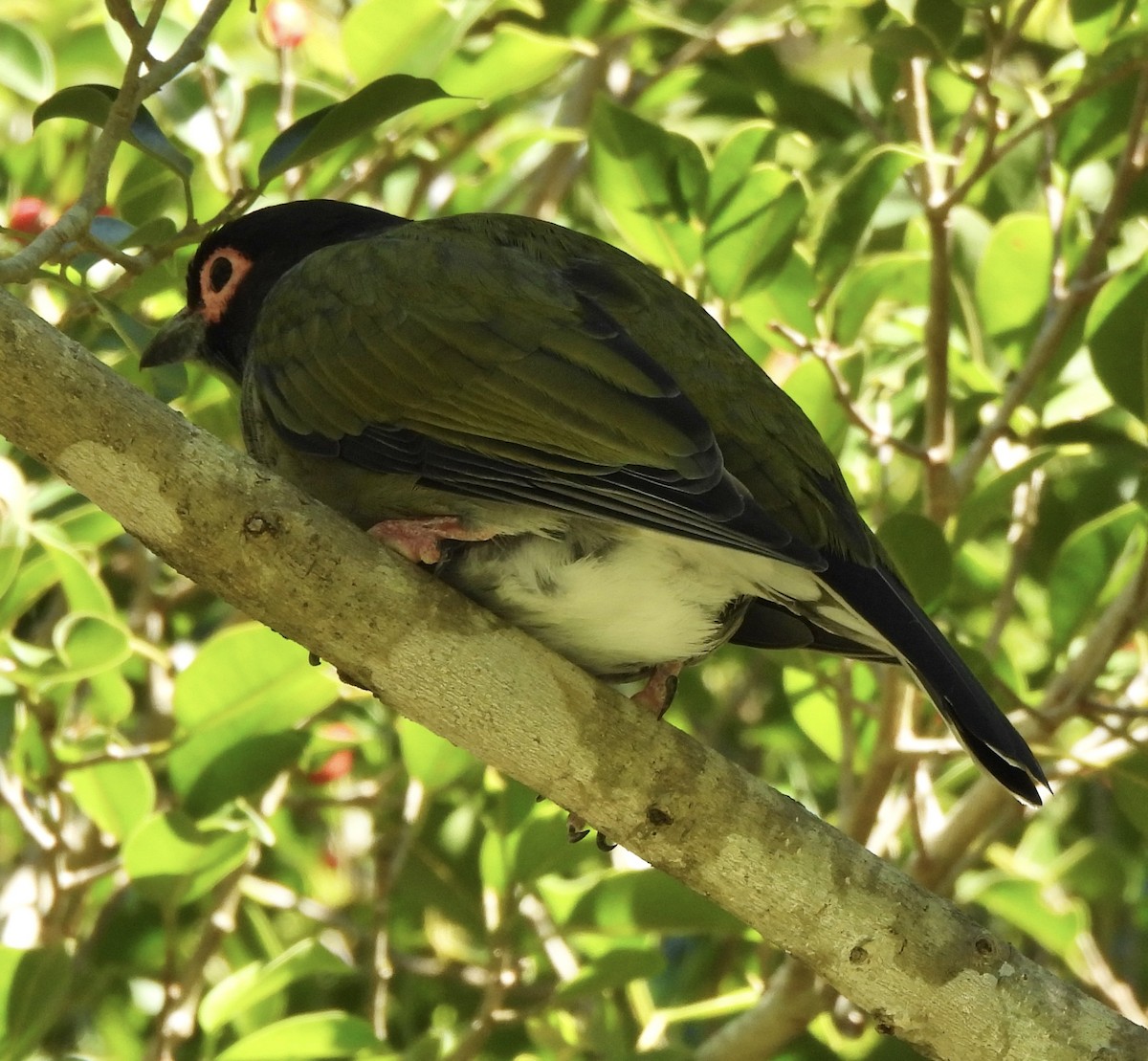 Australasian Figbird - Maylene McLeod