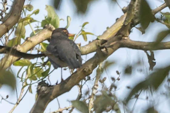 Indian Blackbird - Zebedee Muller