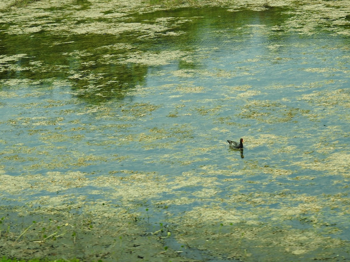 Gallinule d'Amérique - ML619276766