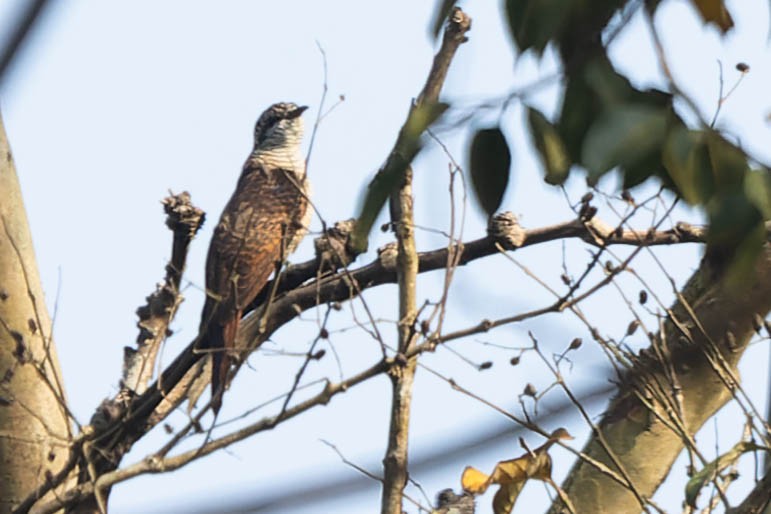 Banded Bay Cuckoo - Zebedee Muller