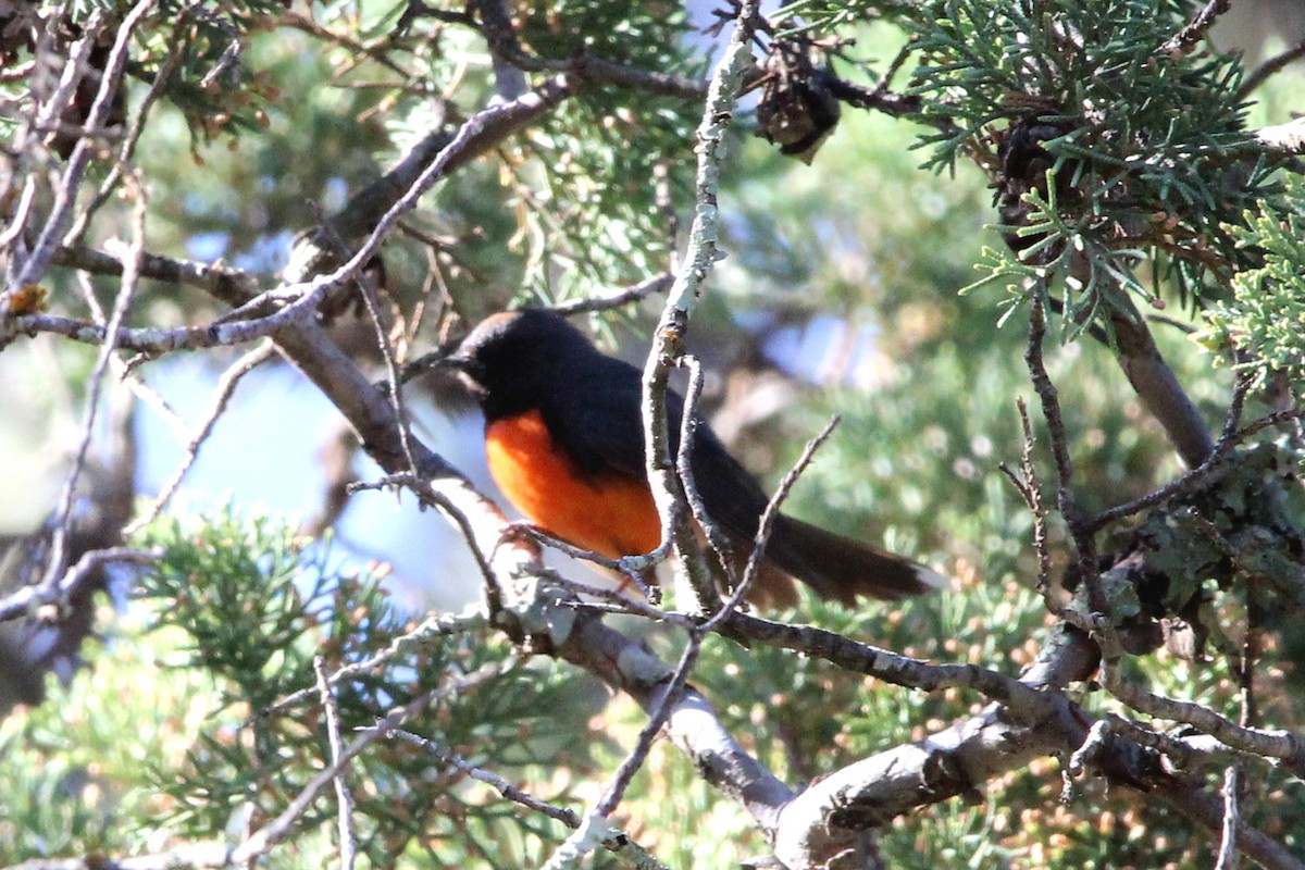 Slate-throated Redstart - ML619276771