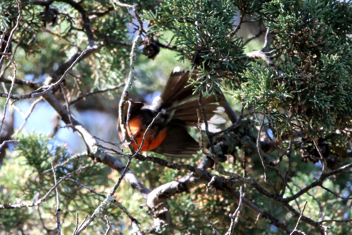 Slate-throated Redstart - ML619276775