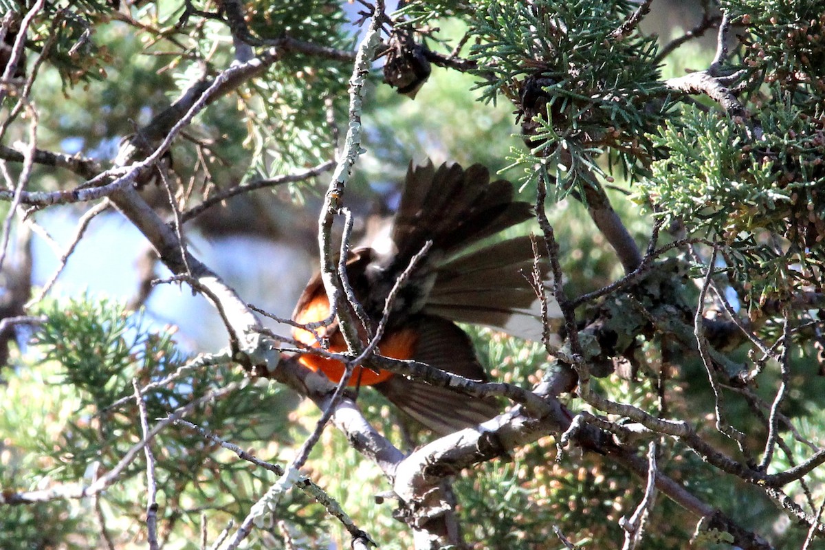 Slate-throated Redstart - ML619276776