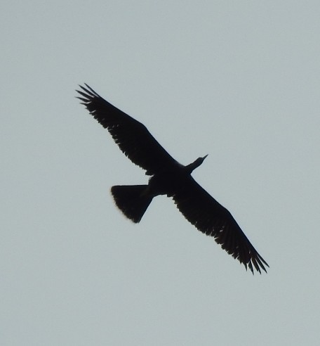 anhinga americká - ML619276784