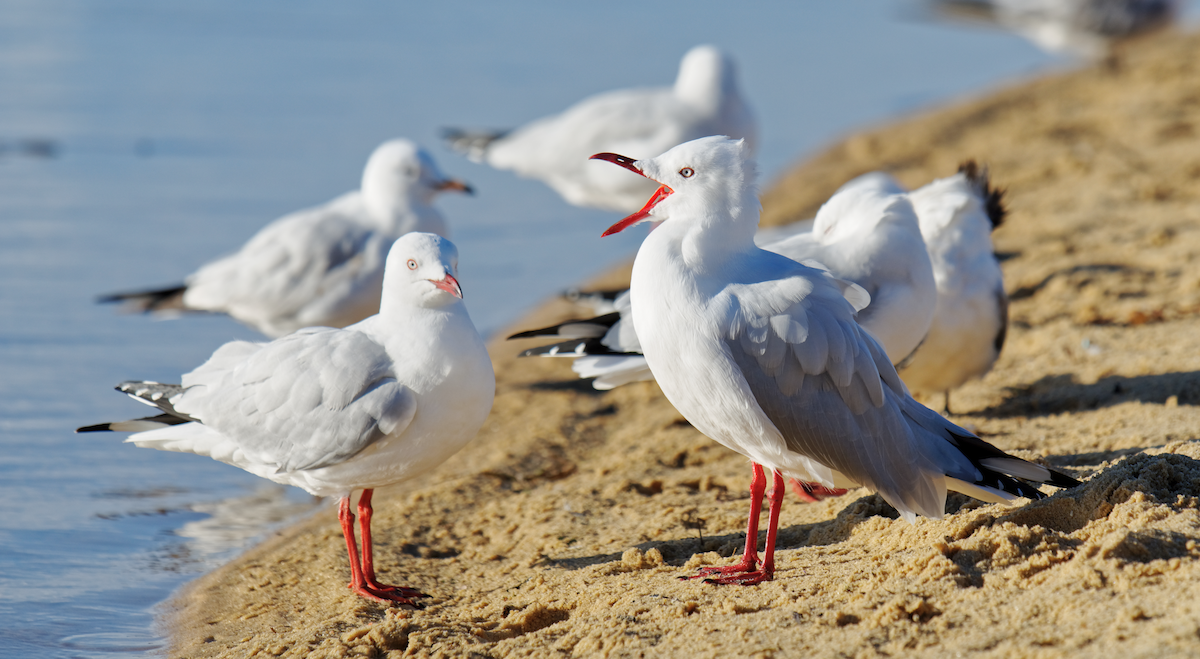 Silver Gull - Kevin Huang