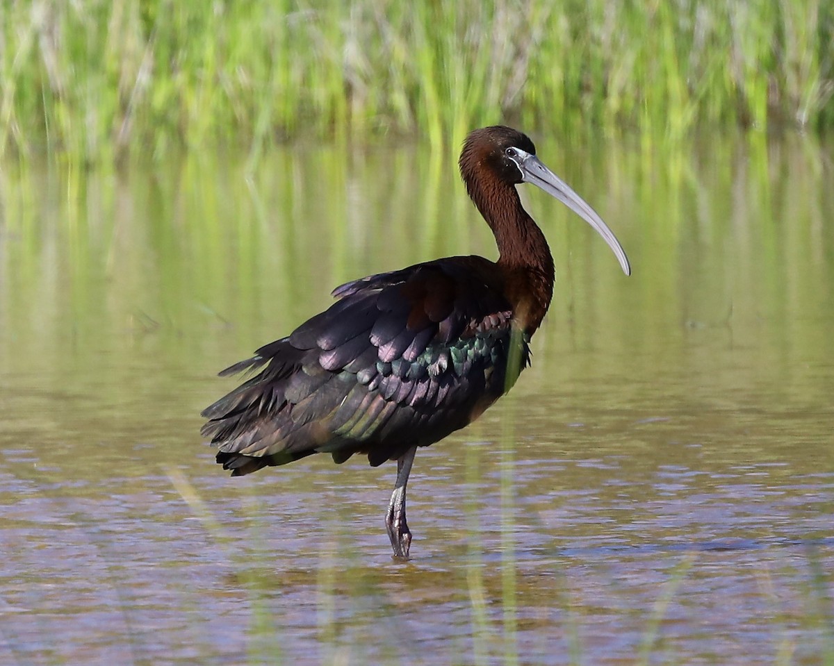 Glossy Ibis - ML619276819