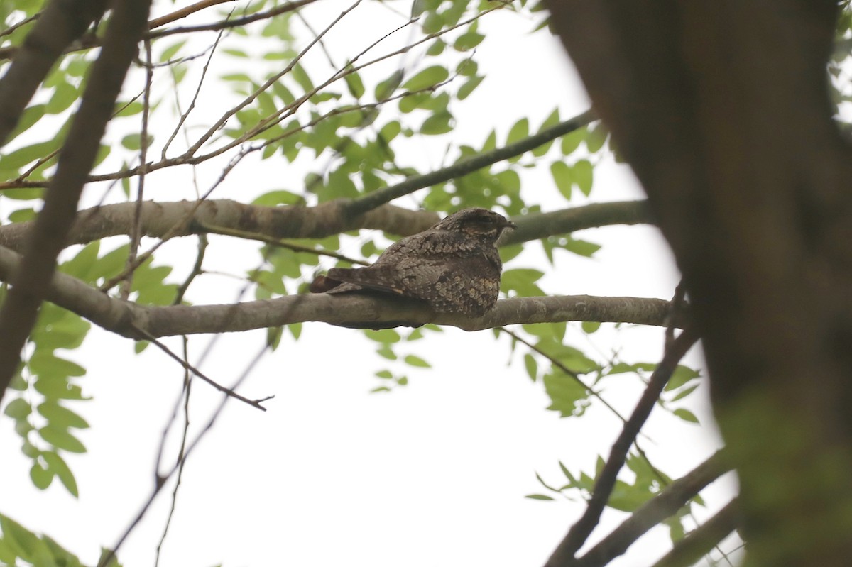 Gray Nightjar - Starlit Chen