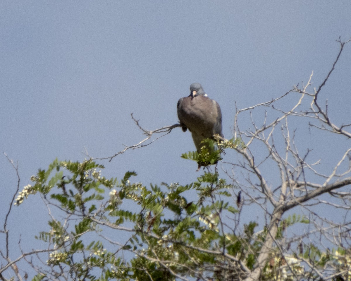 Common Wood-Pigeon - Shahrzad Fattahi