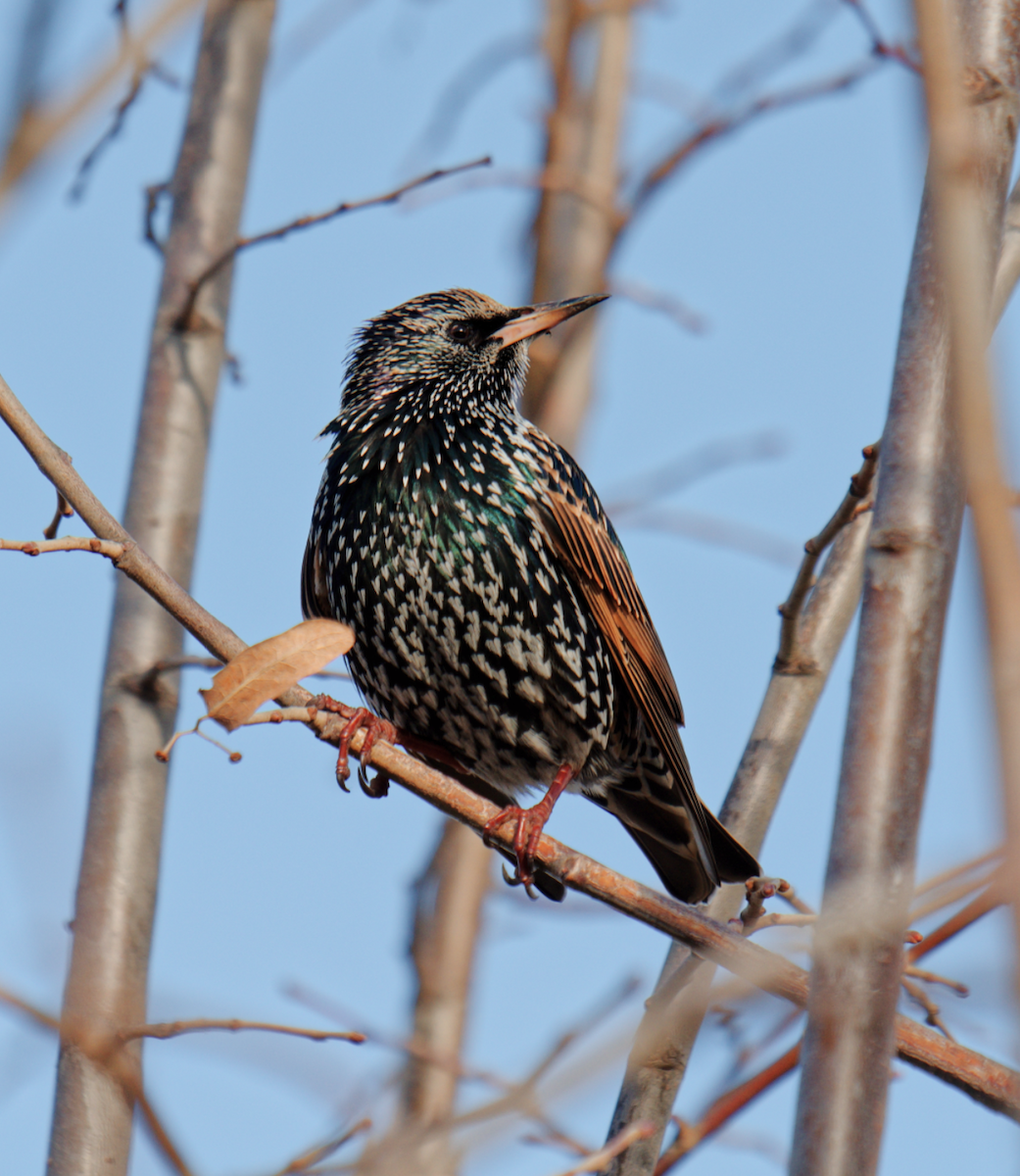 European Starling - ML619276832