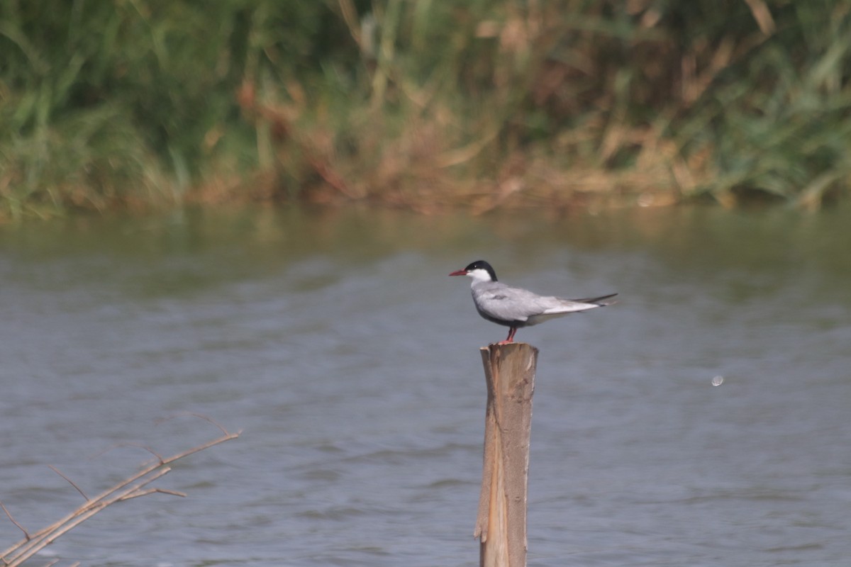 Whiskered Tern - ML619276839