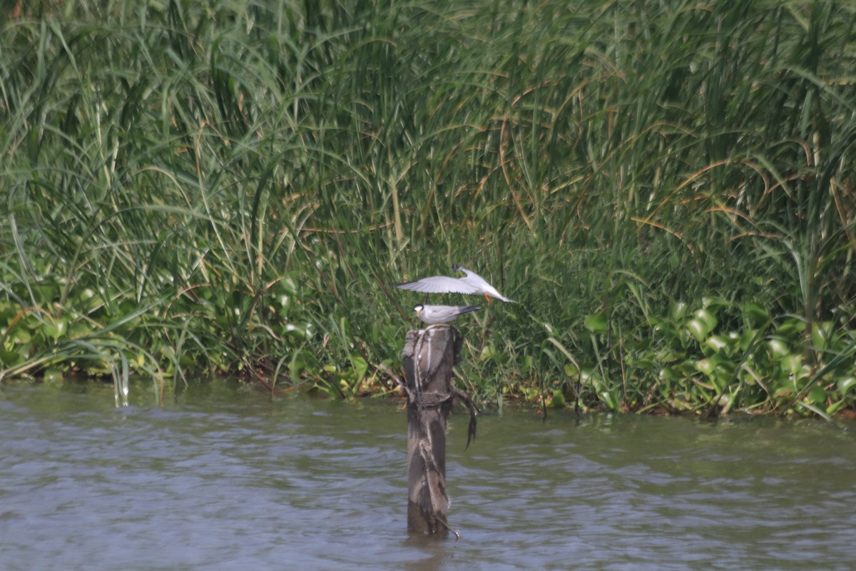 Little Tern - ML619276841