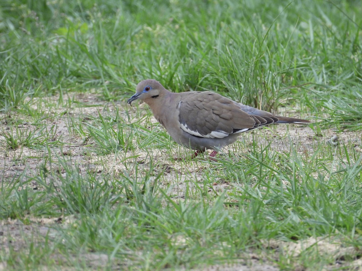 White-winged Dove - Louise Ruggeri