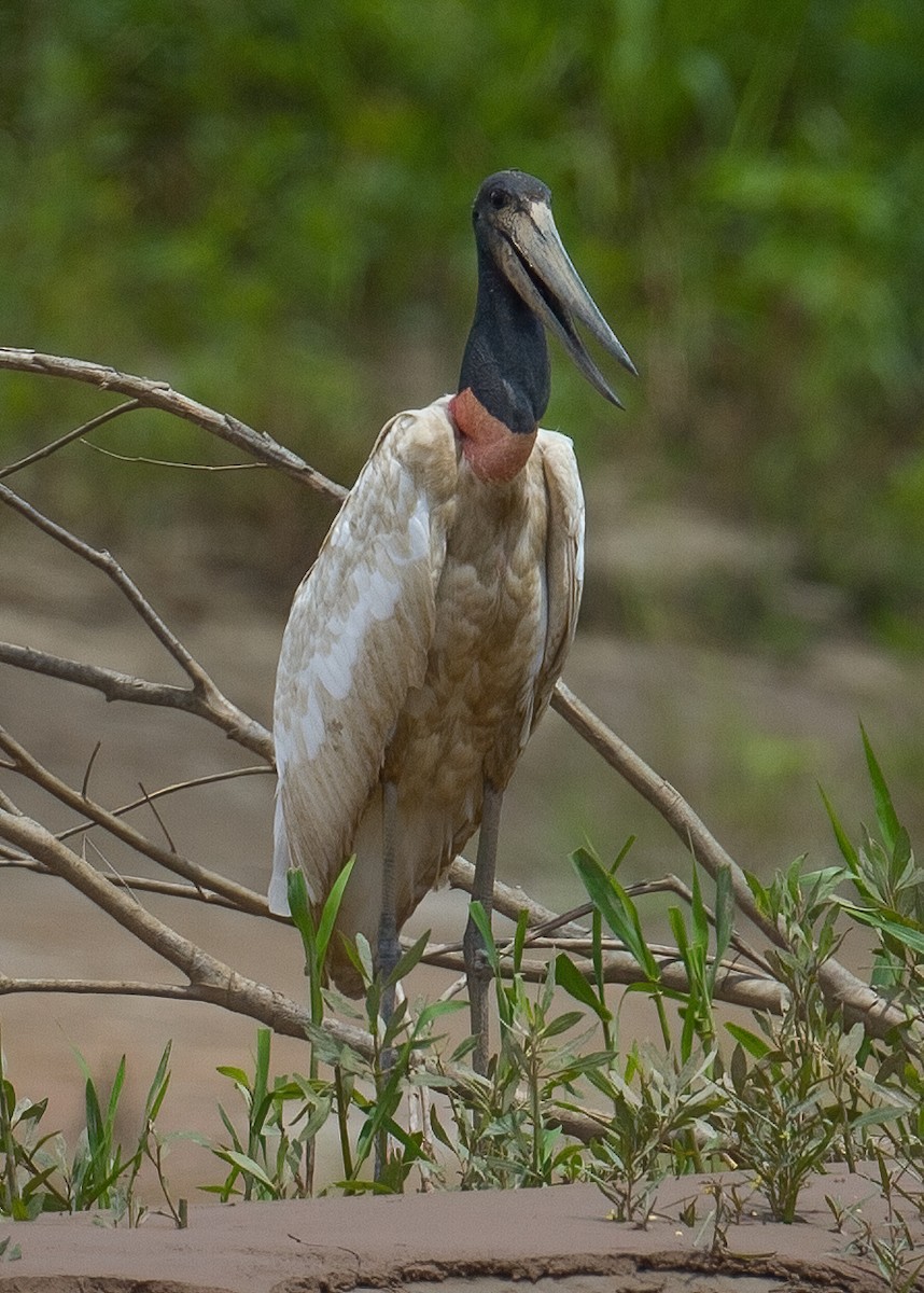 Jabiru - José Martín