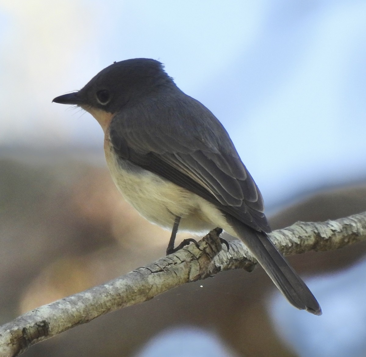 Leaden Flycatcher - Maylene McLeod