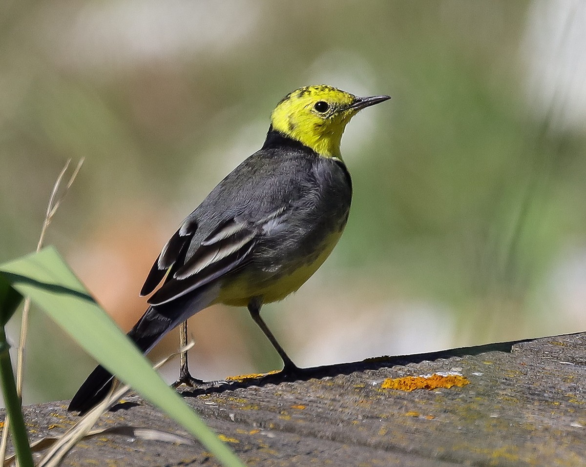 Citrine Wagtail - Antonis Spanos