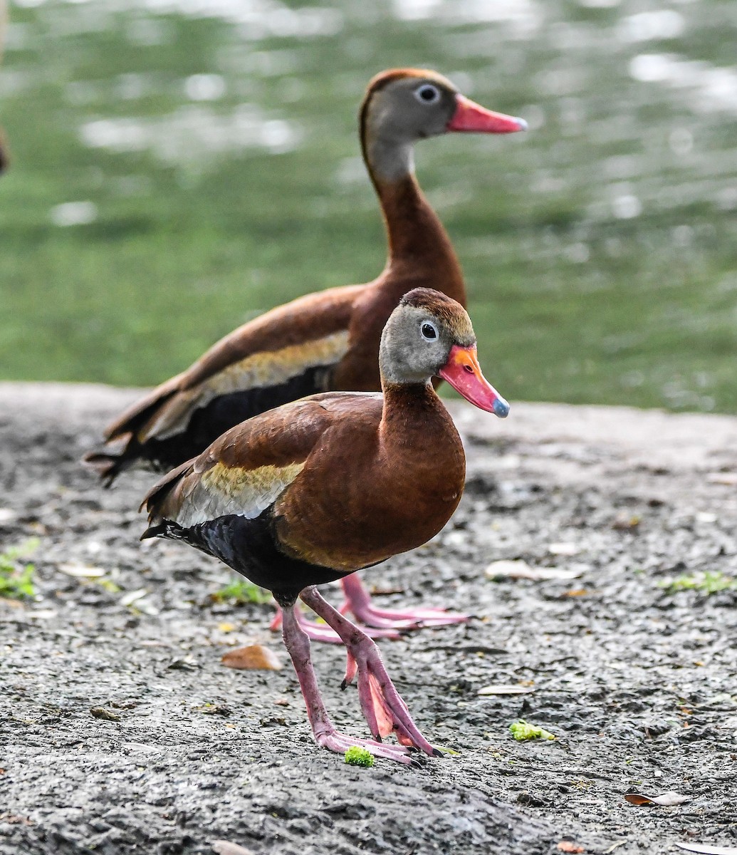 Black-bellied Whistling-Duck - ML619276861