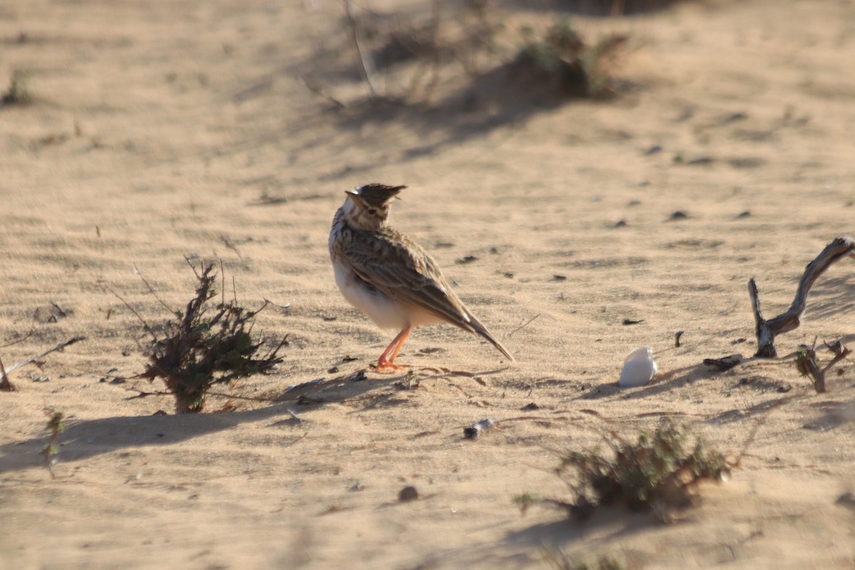 Crested Lark - ML619276862