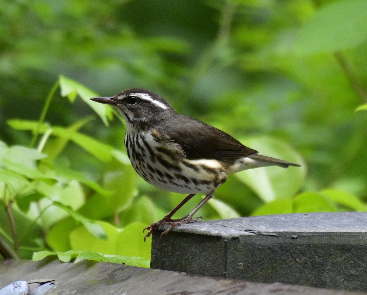 Louisiana Waterthrush - Harrison Calvin