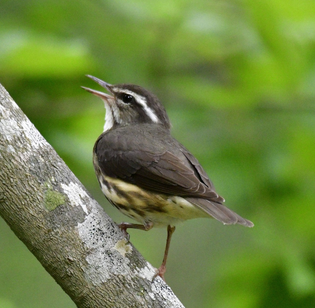 Louisiana Waterthrush - Harrison Calvin