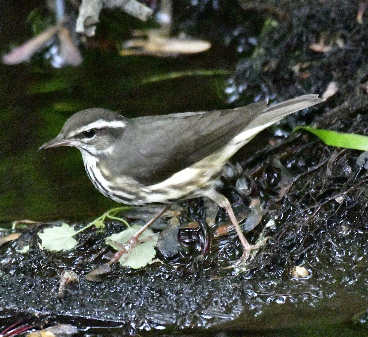 Louisiana Waterthrush - Harrison Calvin