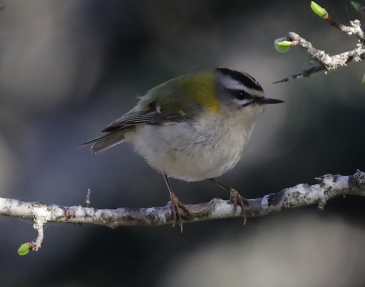 Common Firecrest - Antonis Spanos