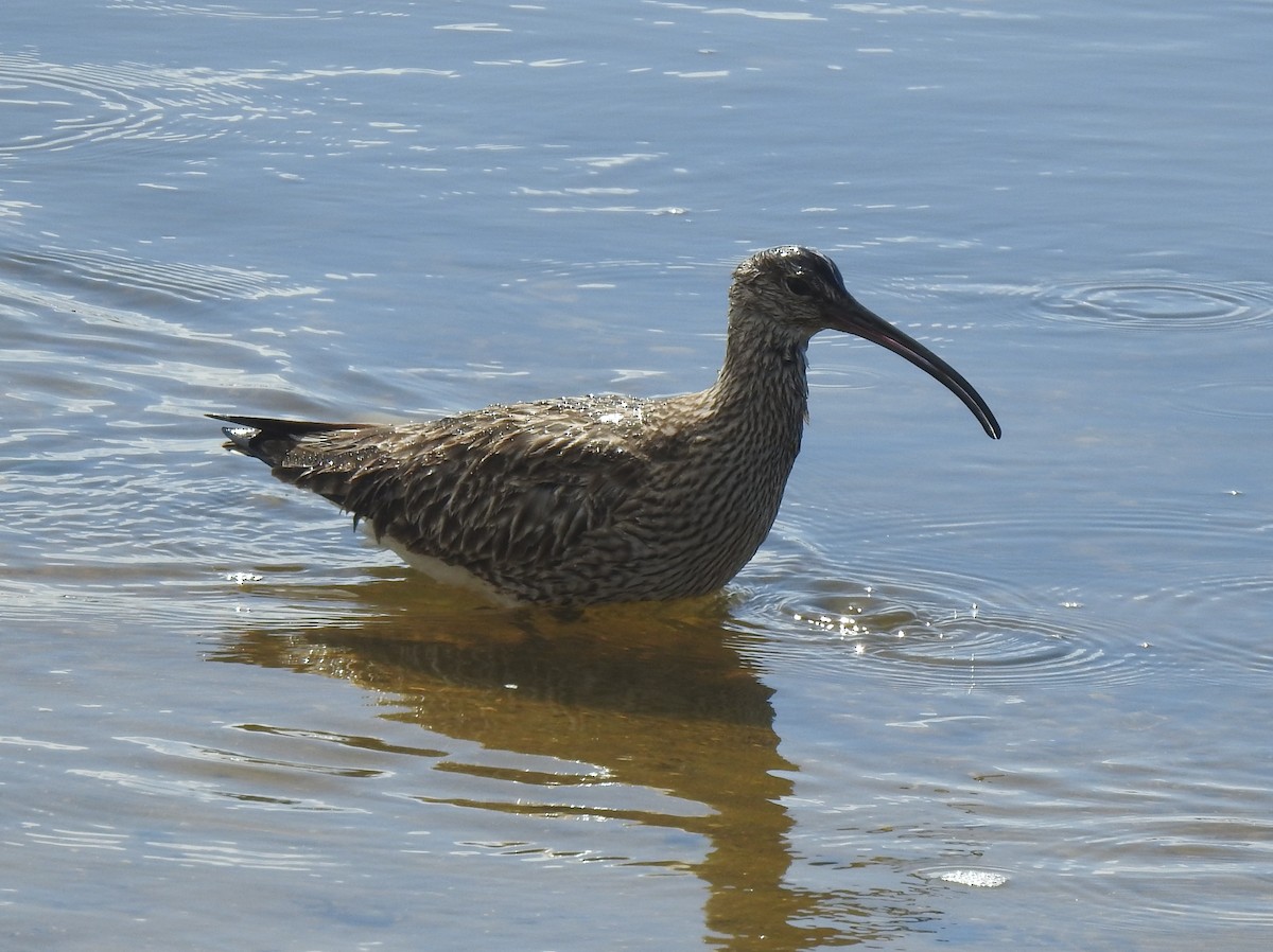 Whimbrel - ML619276885