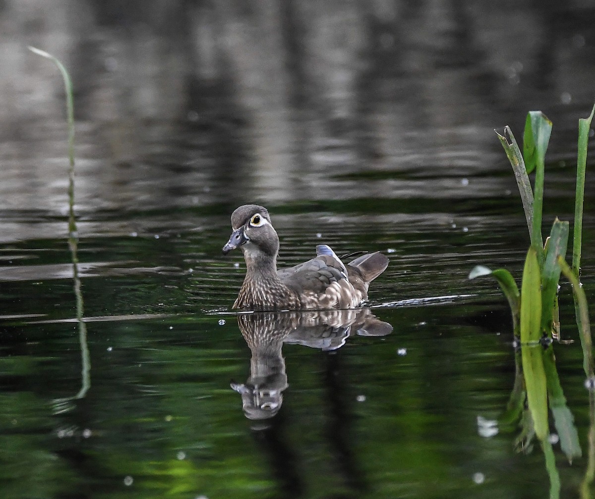 Wood Duck - ML619276890