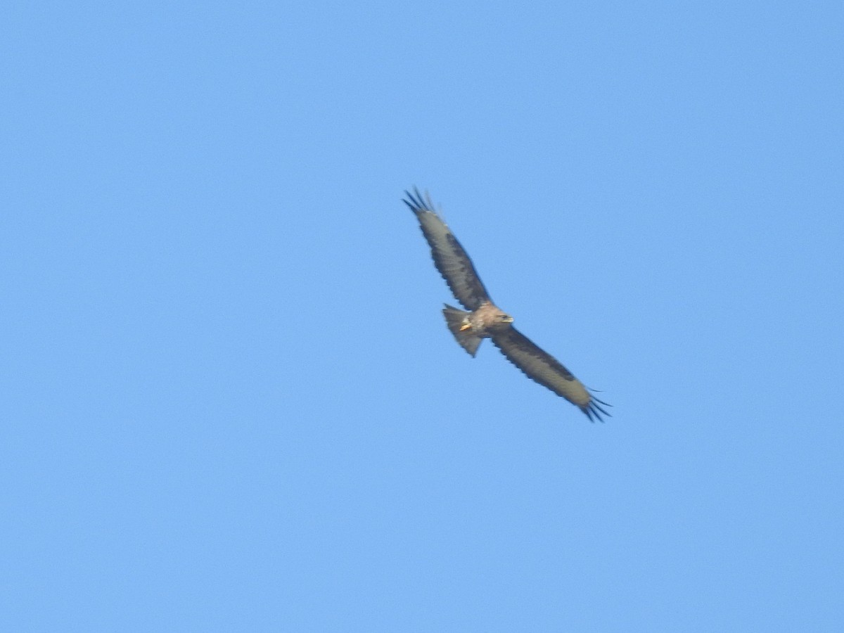 Common Buzzard - ML619276895