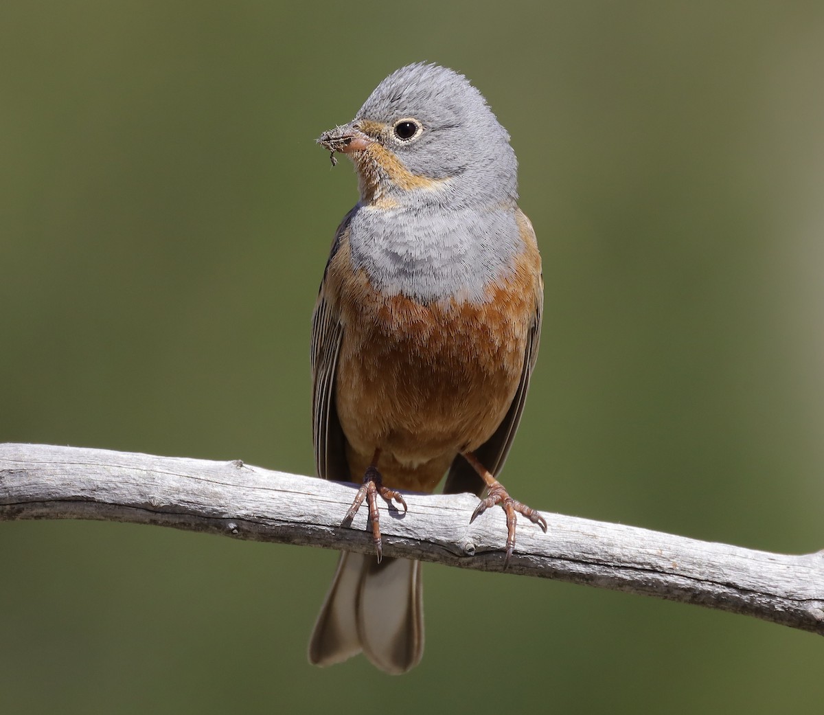 Cretzschmar's Bunting - ML619276897