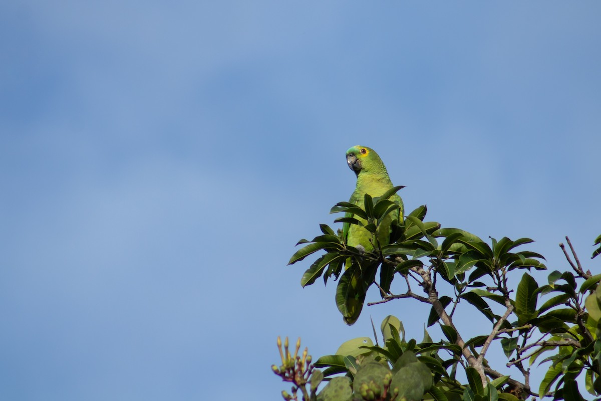 Turquoise-fronted Parrot - ML619276901