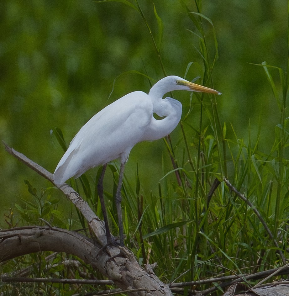 Snowy Egret - José Martín