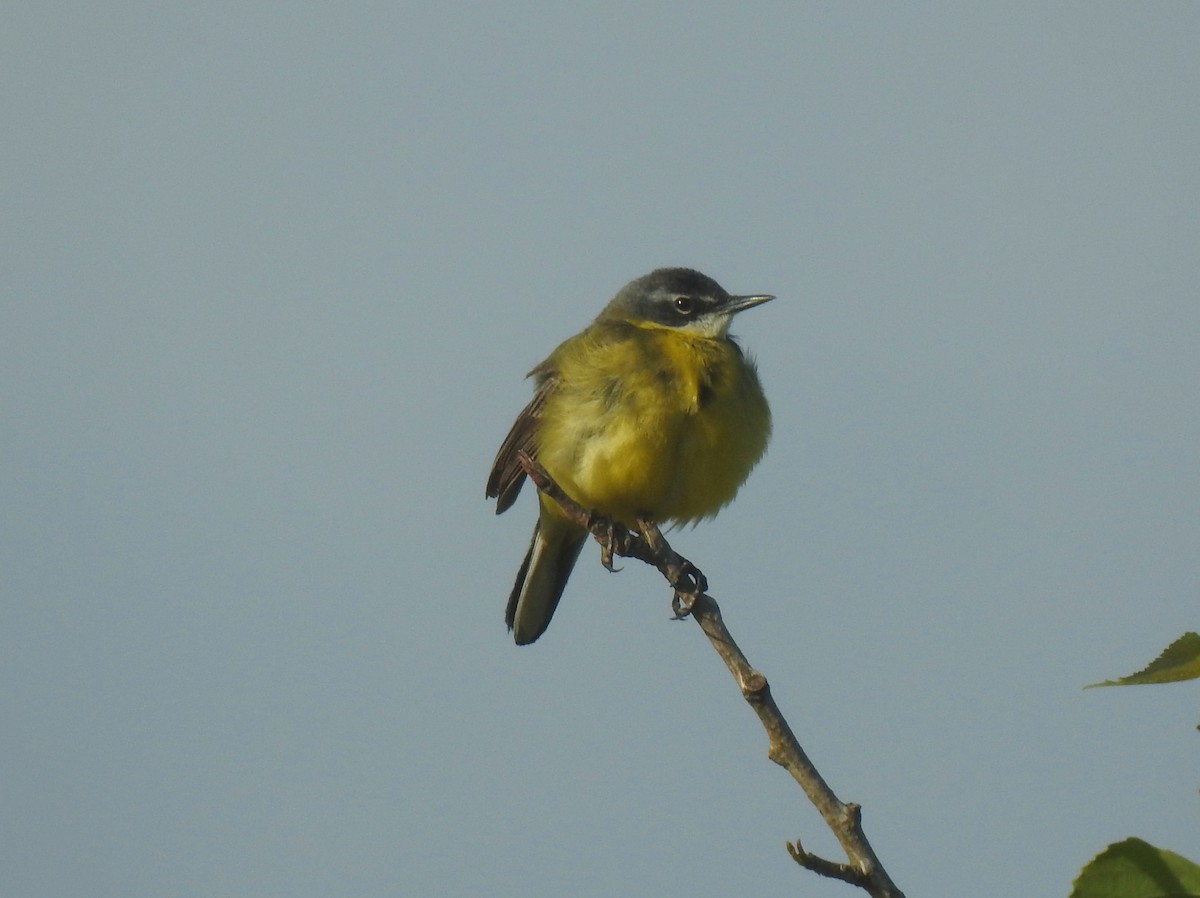 Western Yellow Wagtail - ML619276909