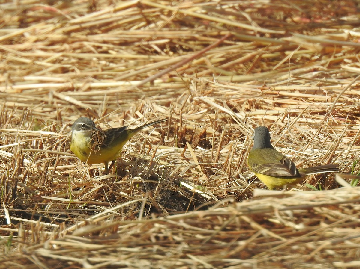 Western Yellow Wagtail - ML619276910