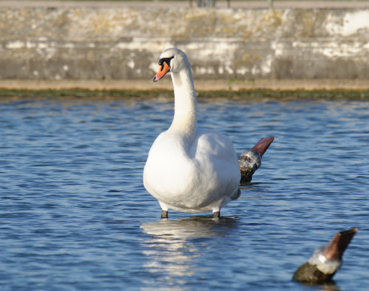 Mute Swan - ML619276912