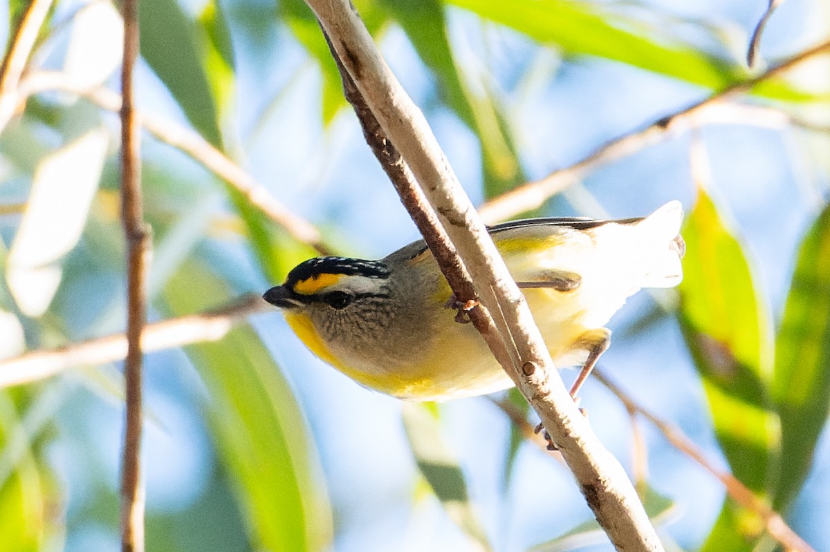 Striated Pardalote - Peter Stevens