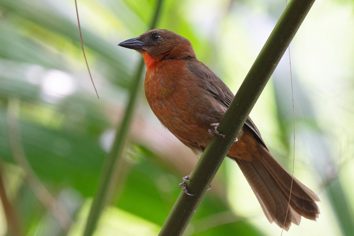 Red-throated Ant-Tanager - Zbigniew Wnuk