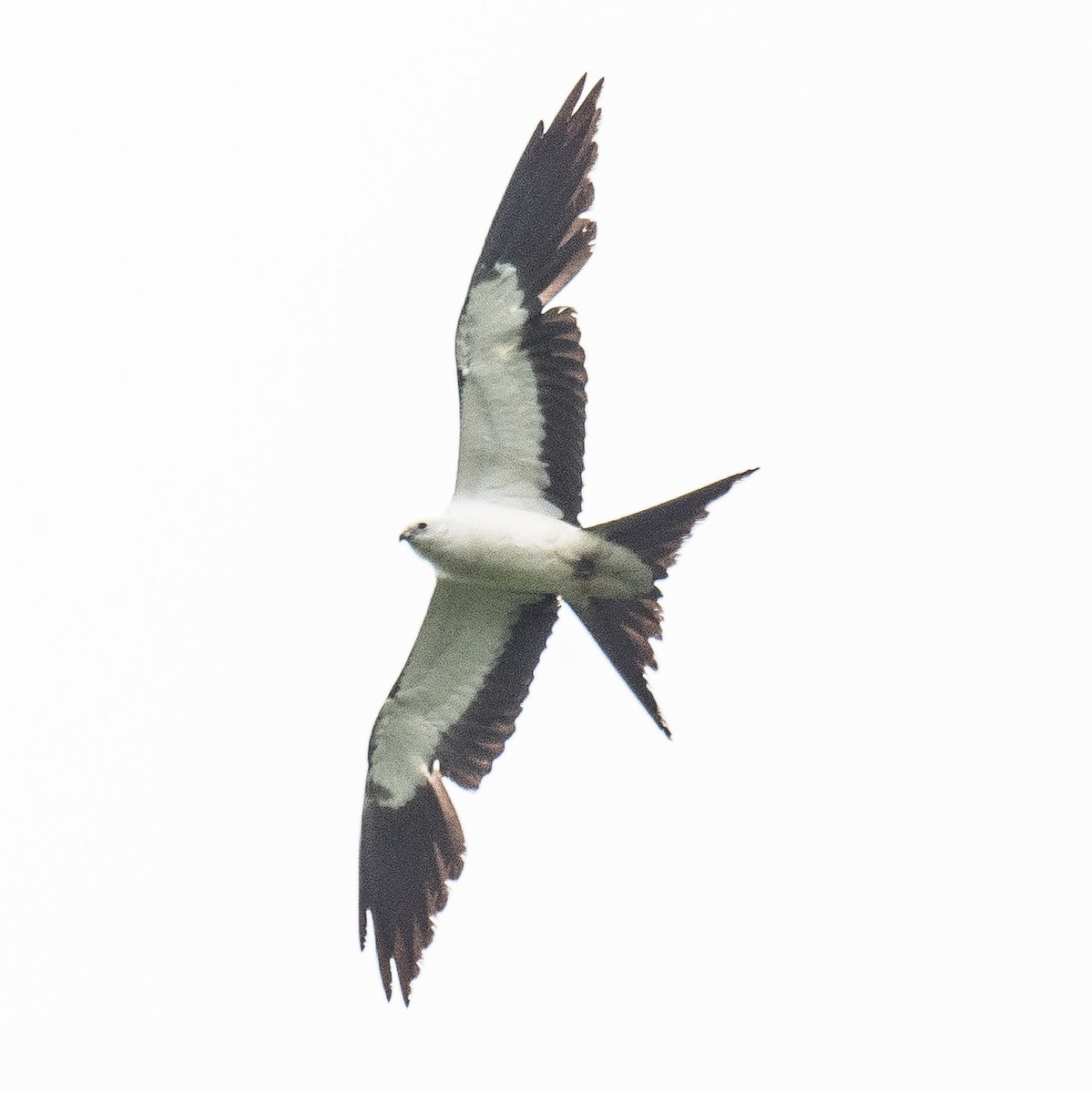 Swallow-tailed Kite - Liling Warren