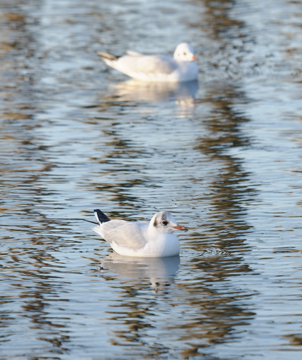 Black-headed Gull - Kevin Huang