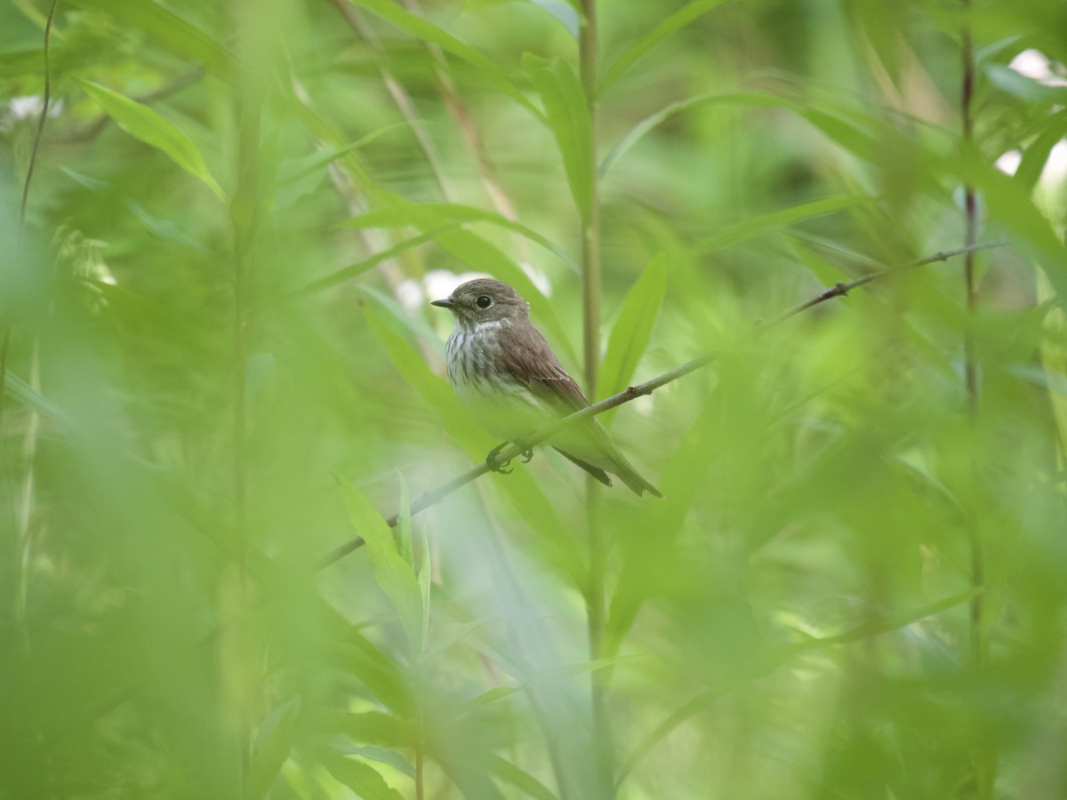 Gray-streaked Flycatcher - 蒋 聪怡