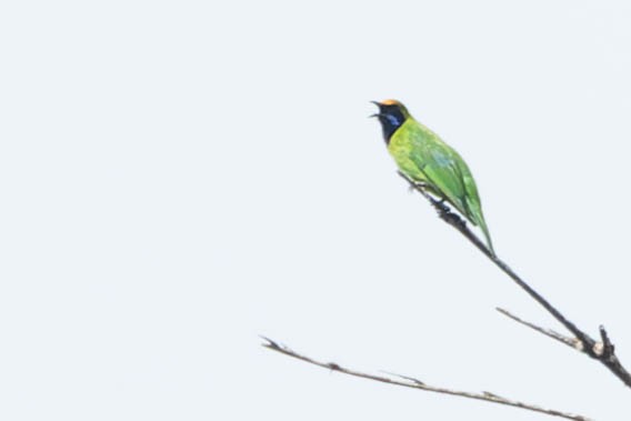 Golden-fronted Leafbird - Zebedee Muller