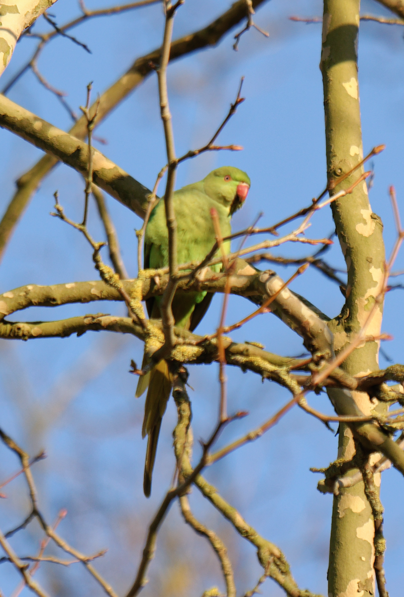 Rose-ringed Parakeet - Kevin Huang