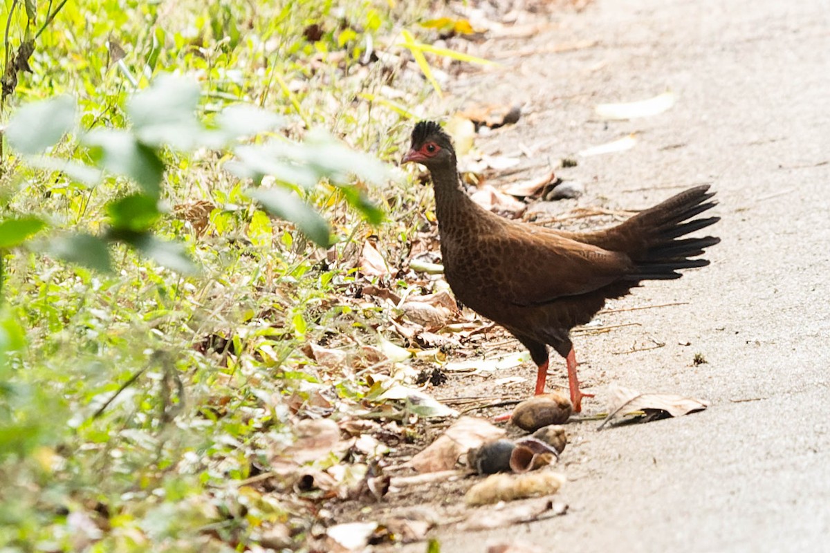 Red Spurfowl - Zebedee Muller