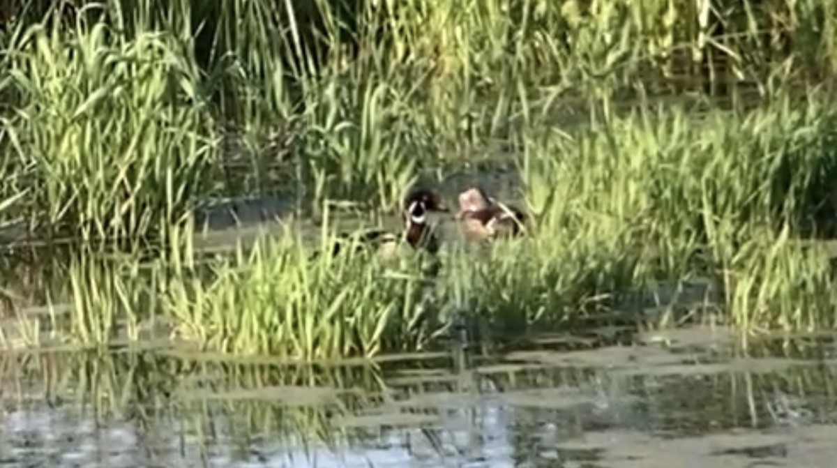 Wood Duck - André BERNARD