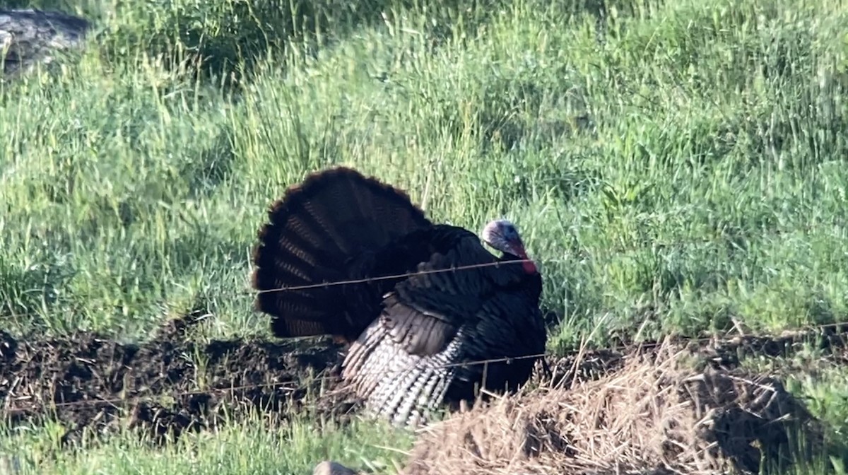 Wild Turkey - André BERNARD