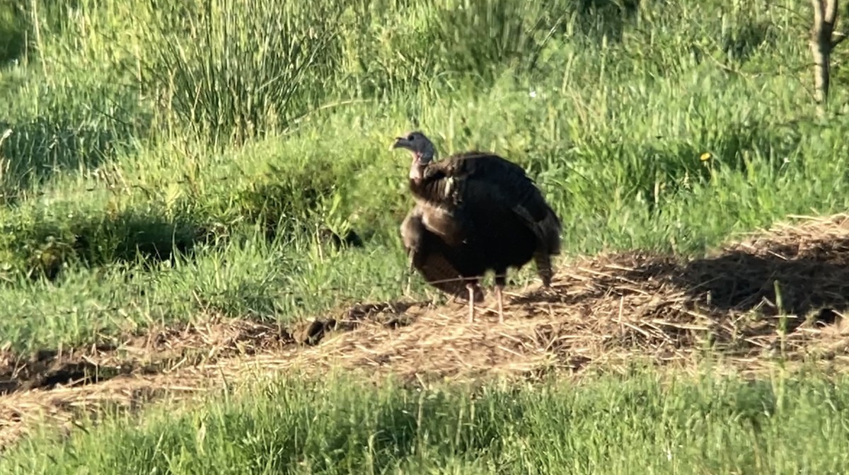 Wild Turkey - André BERNARD