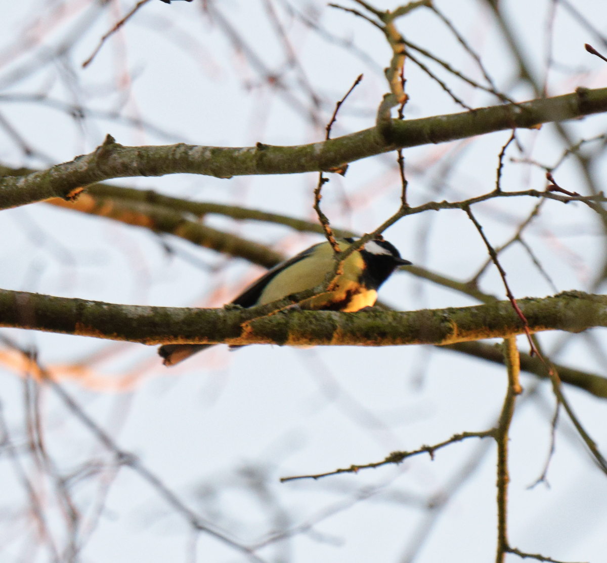 Great Tit - ML619276989