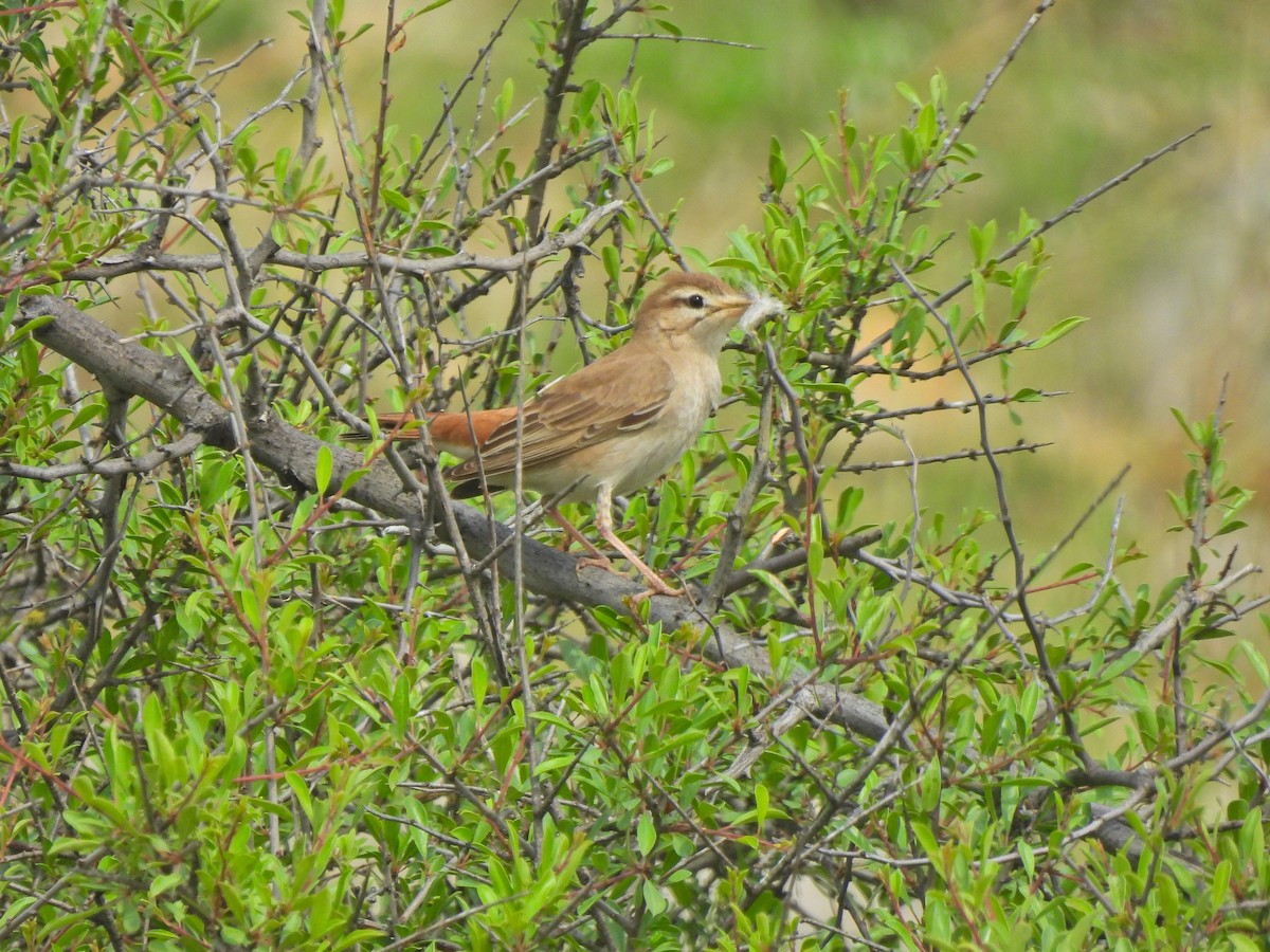 Rufous-tailed Scrub-Robin - ML619276990