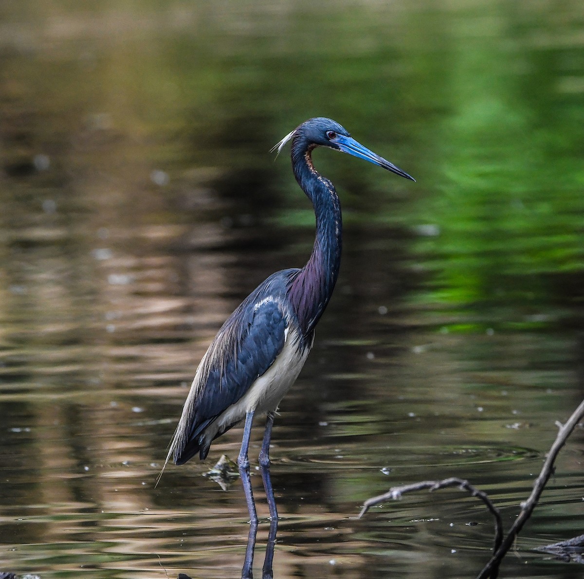 Tricolored Heron - ML619276993