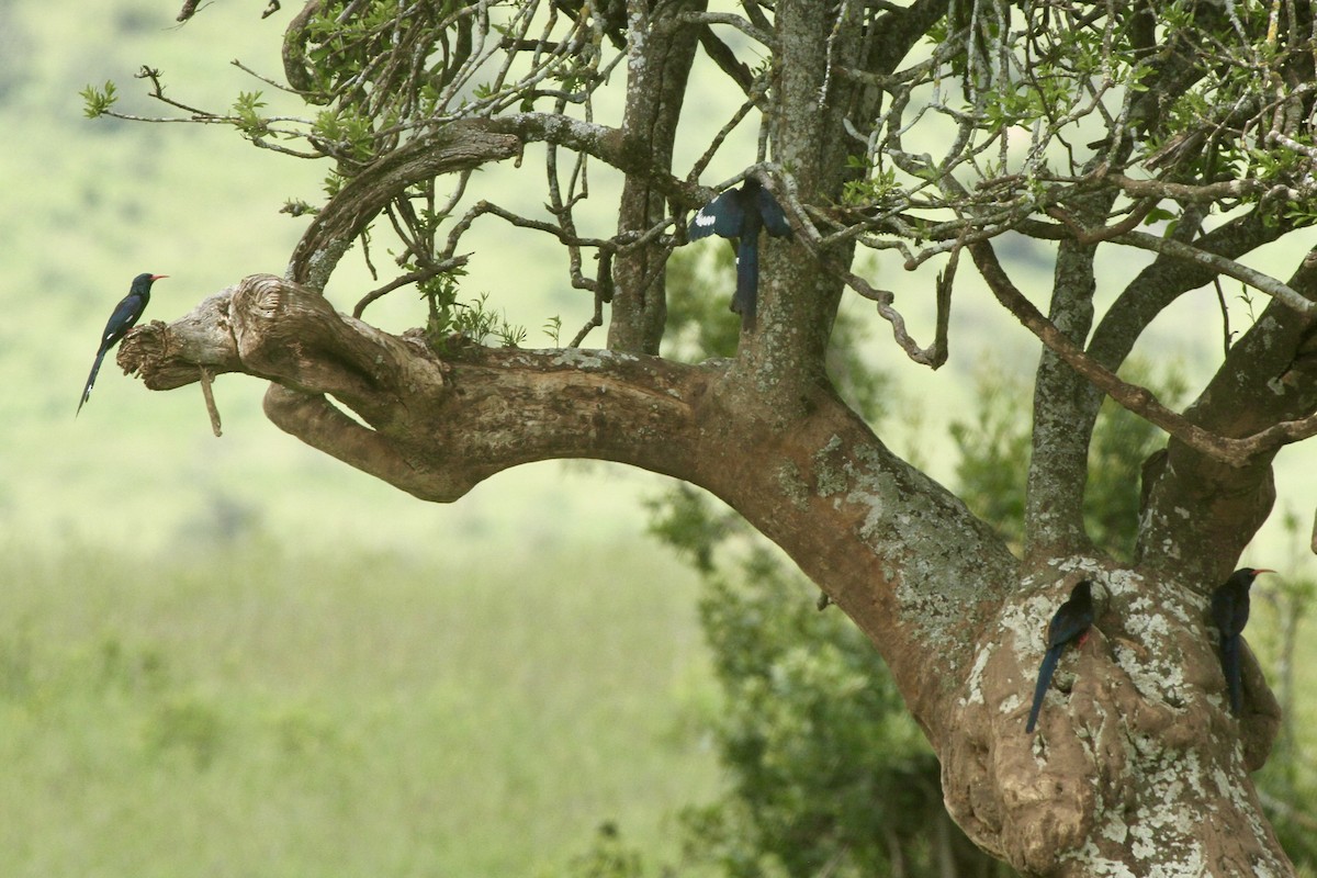 Green Woodhoopoe - ML619276998