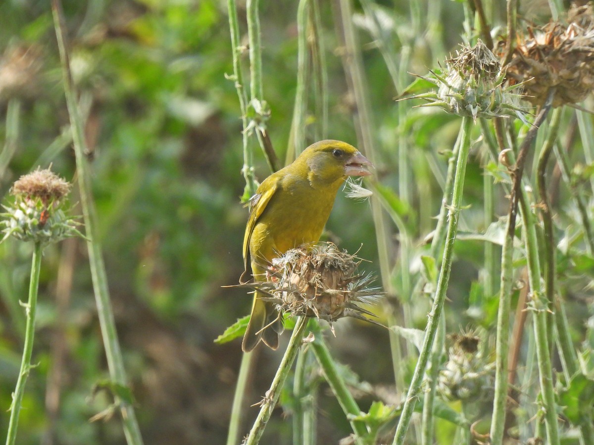 European Greenfinch - Aydıncan Yılmaz